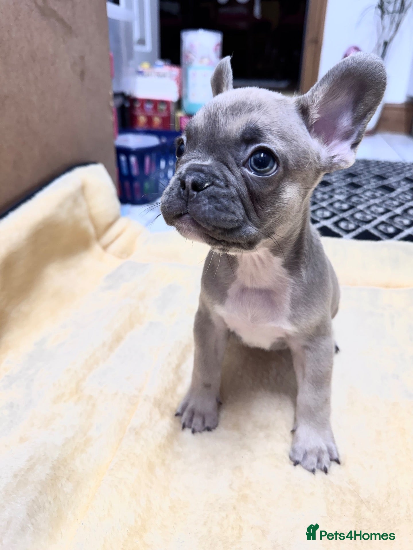 French Bulldog dogs Miss Elena  - Advert 1