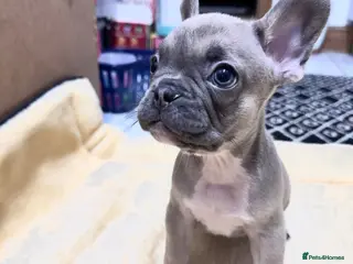 French Bulldog dogs Miss Elena - Advert 1