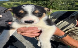 Border Collie dogs for sale: Mid Wales border collie pups  - Image 23