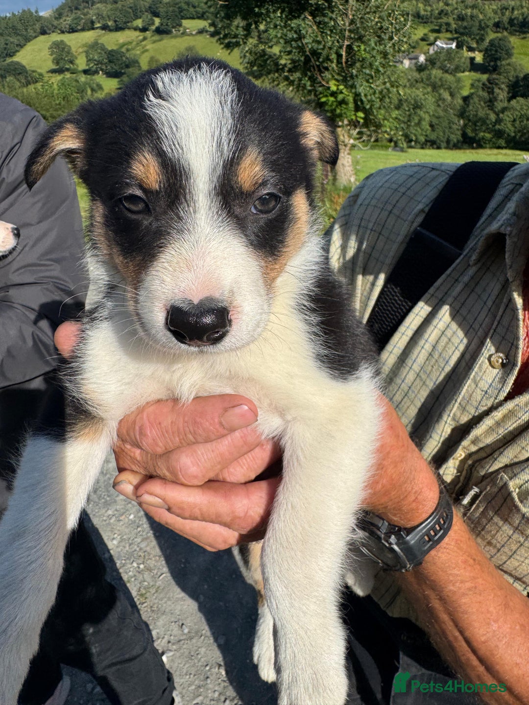 Border Collie dogs for sale: Mid Wales border collie pups  - Image 23