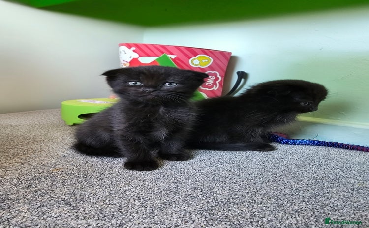 Mixed Breed cats - Advert 1