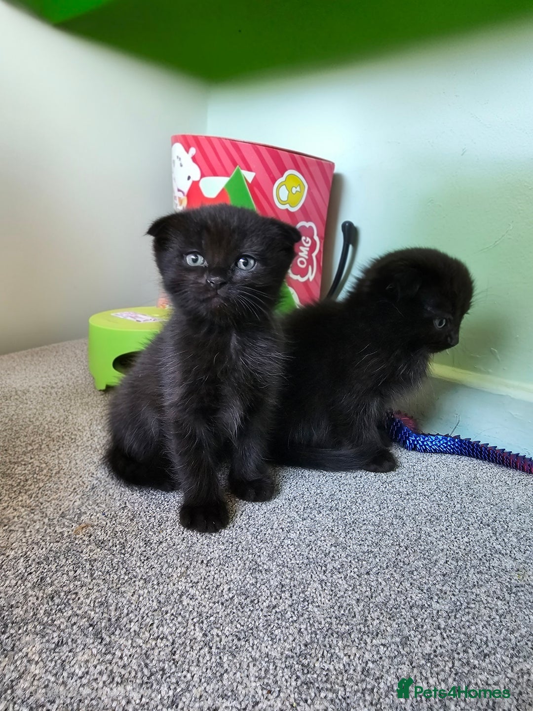 Mixed Breed cats for sale: Scottish Fold Mix Kittens –Ready 16th August 🐾 - Image 1