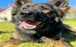 German Shepherd dogs for sale: Working line German shepherd  - Image 7