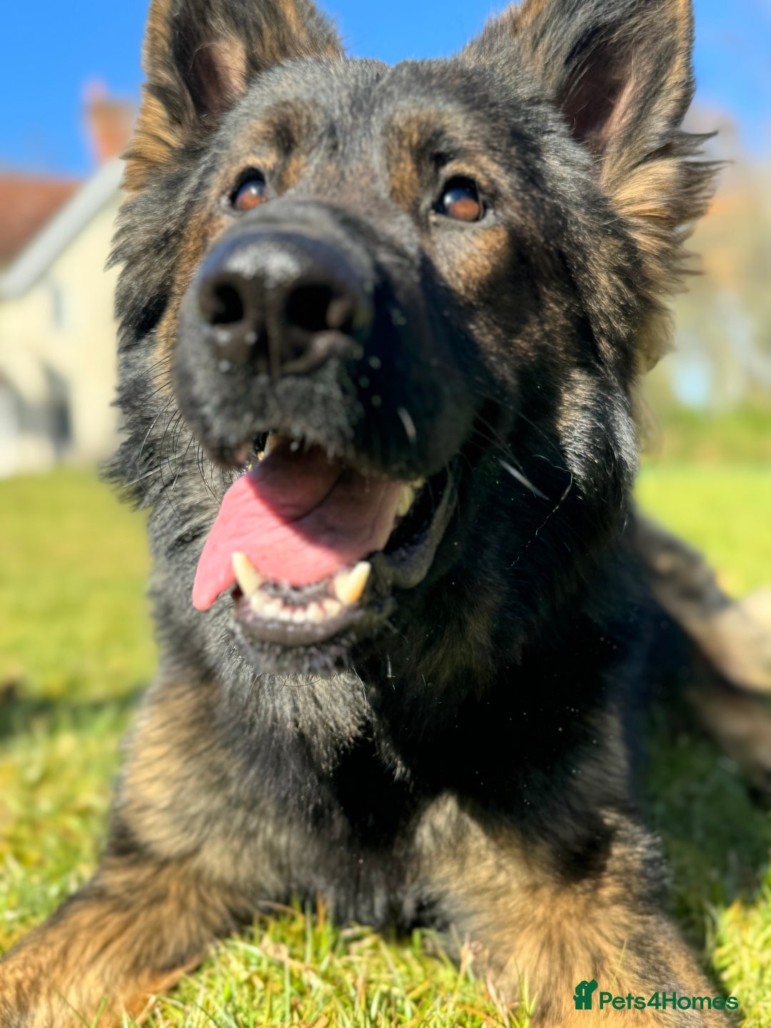 German Shepherd dogs for sale: Working line German shepherd  - Image 7
