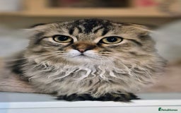 Scottish Fold cats for sale: 2 boys left! TICA registered Scottish Fold - Image 30