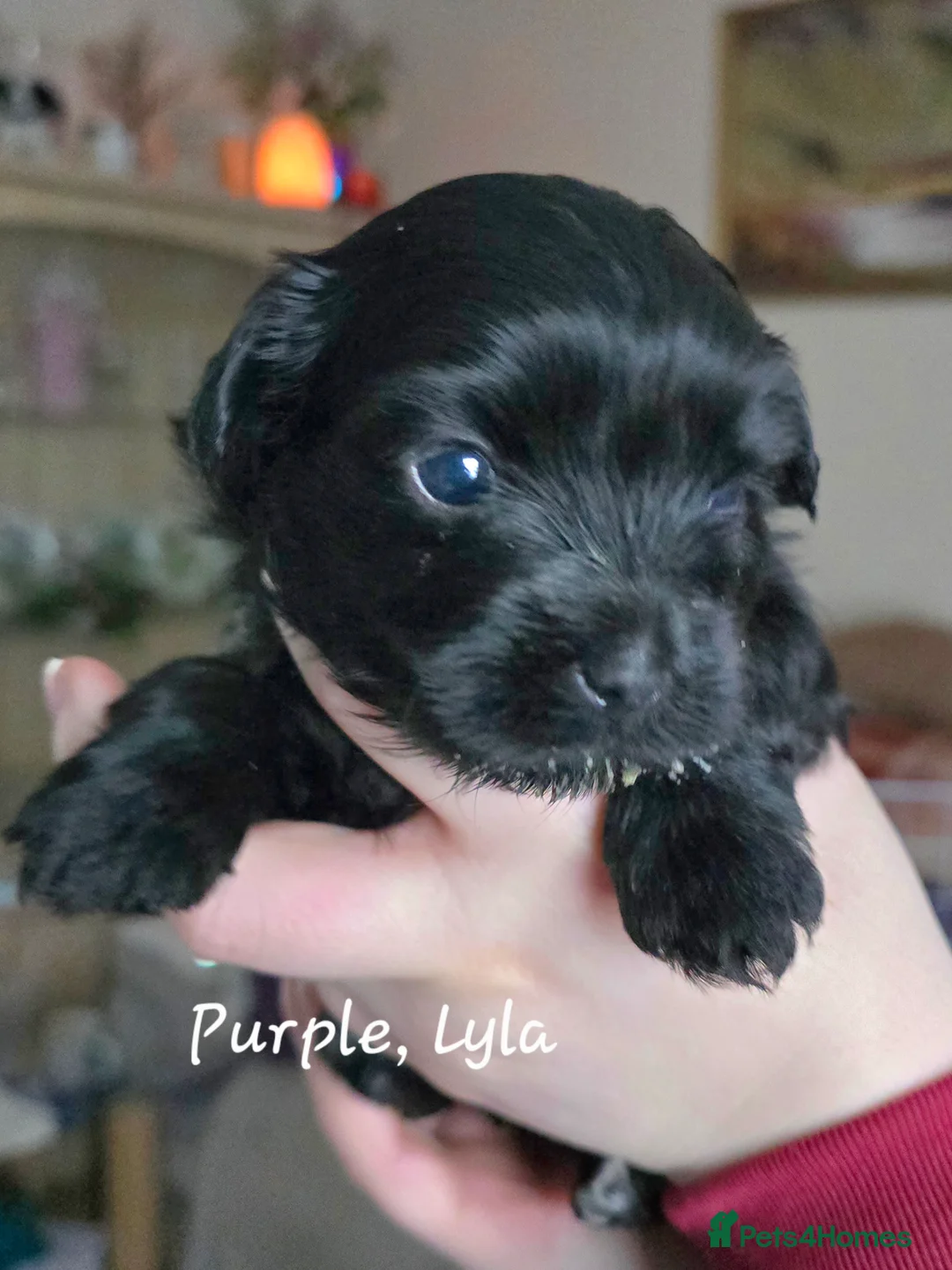 Havanese dogs for sale: The Dog of the 21st Century! in Haverfordwest - Advert 11