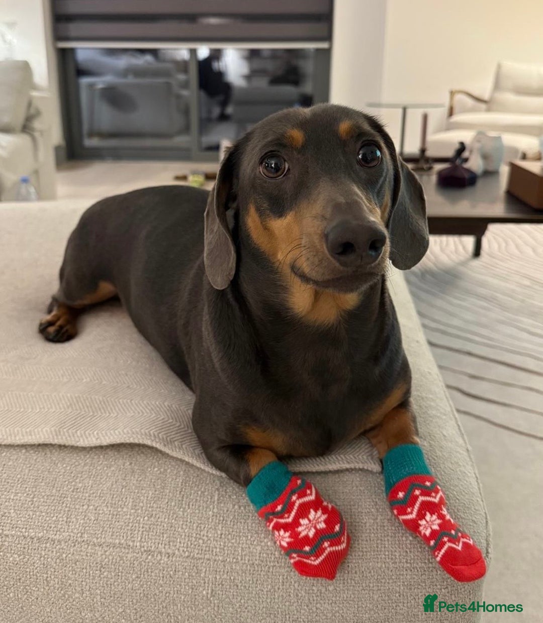 Dachshund dogs for sale: Rehoming our 3 yo dachshund  - Image 14