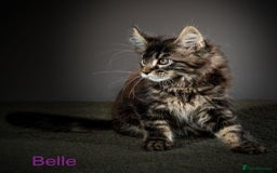 Maine Coon cats for sale: Purebred Maine Coon Kittens - Image 4