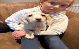 Cocker Spaniel dogs for sale: Cocker Spaniel Puppies - Image 6