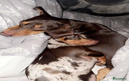 Miniature Dachshund dogs for sale: Chocolate/tan miniature dachshund  - Image 5