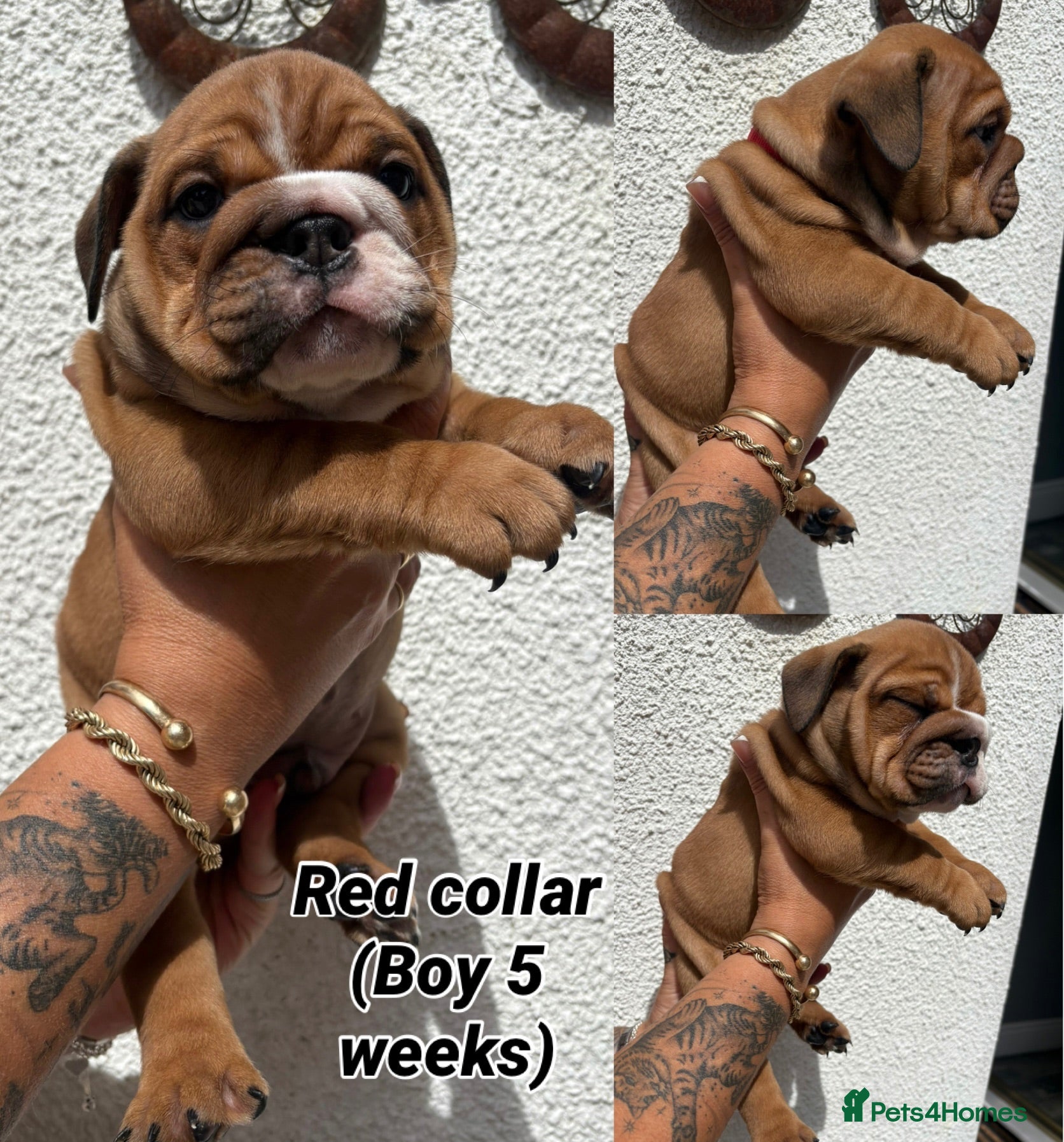 English Bulldog dogs STUNNING TRADITIONAL ENGLISH BULLDOG - Advert 2
