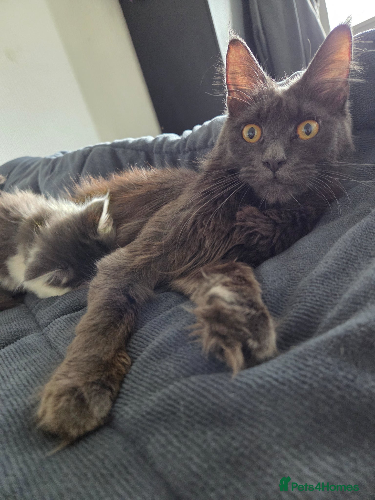 Maine Coon cats Maine coon - Advert 3