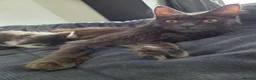 Maine Coon cats for sale: Maine coon - Advert 1