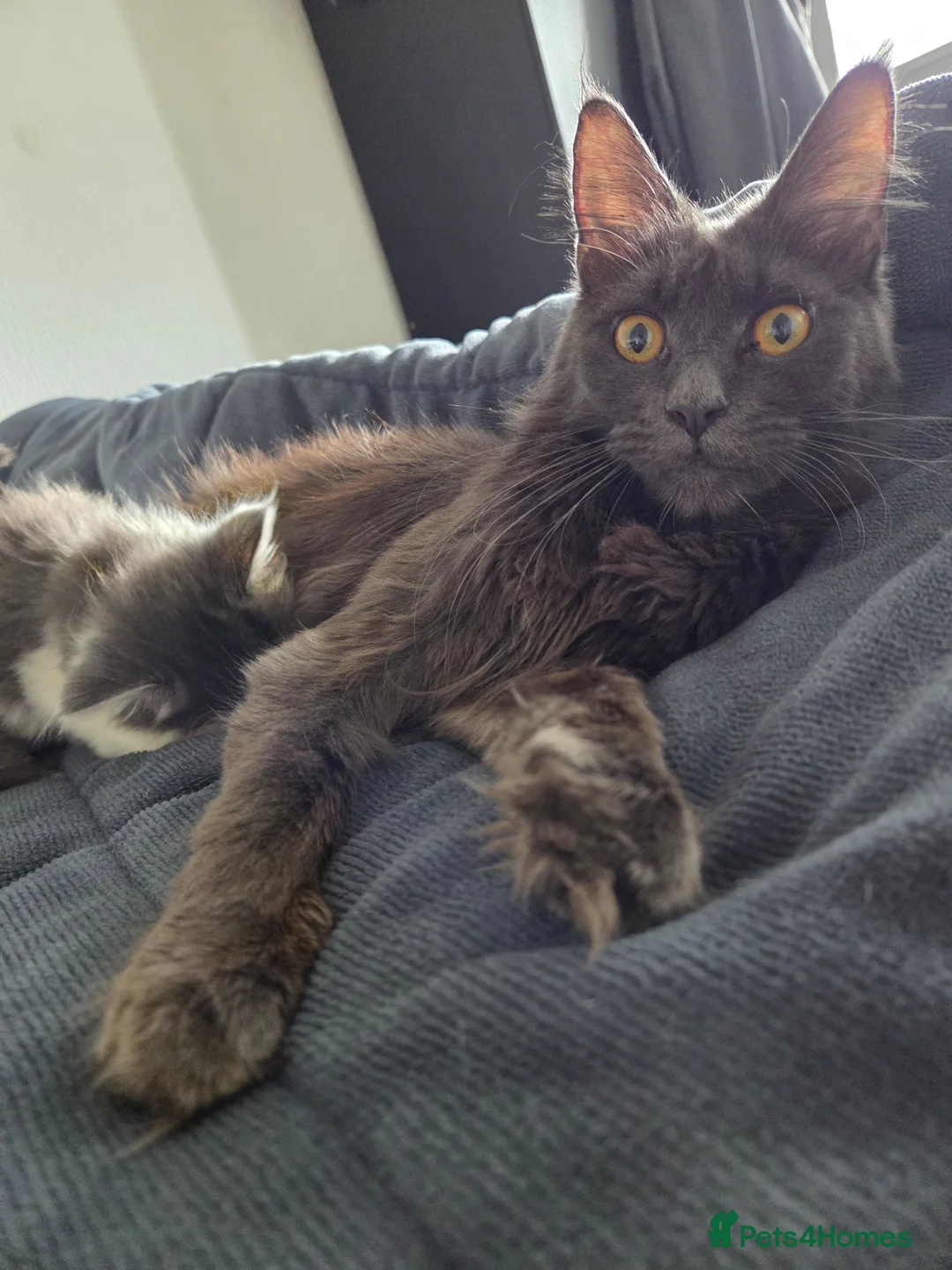 Maine Coon cats for sale: Maine coon - Advert 1
