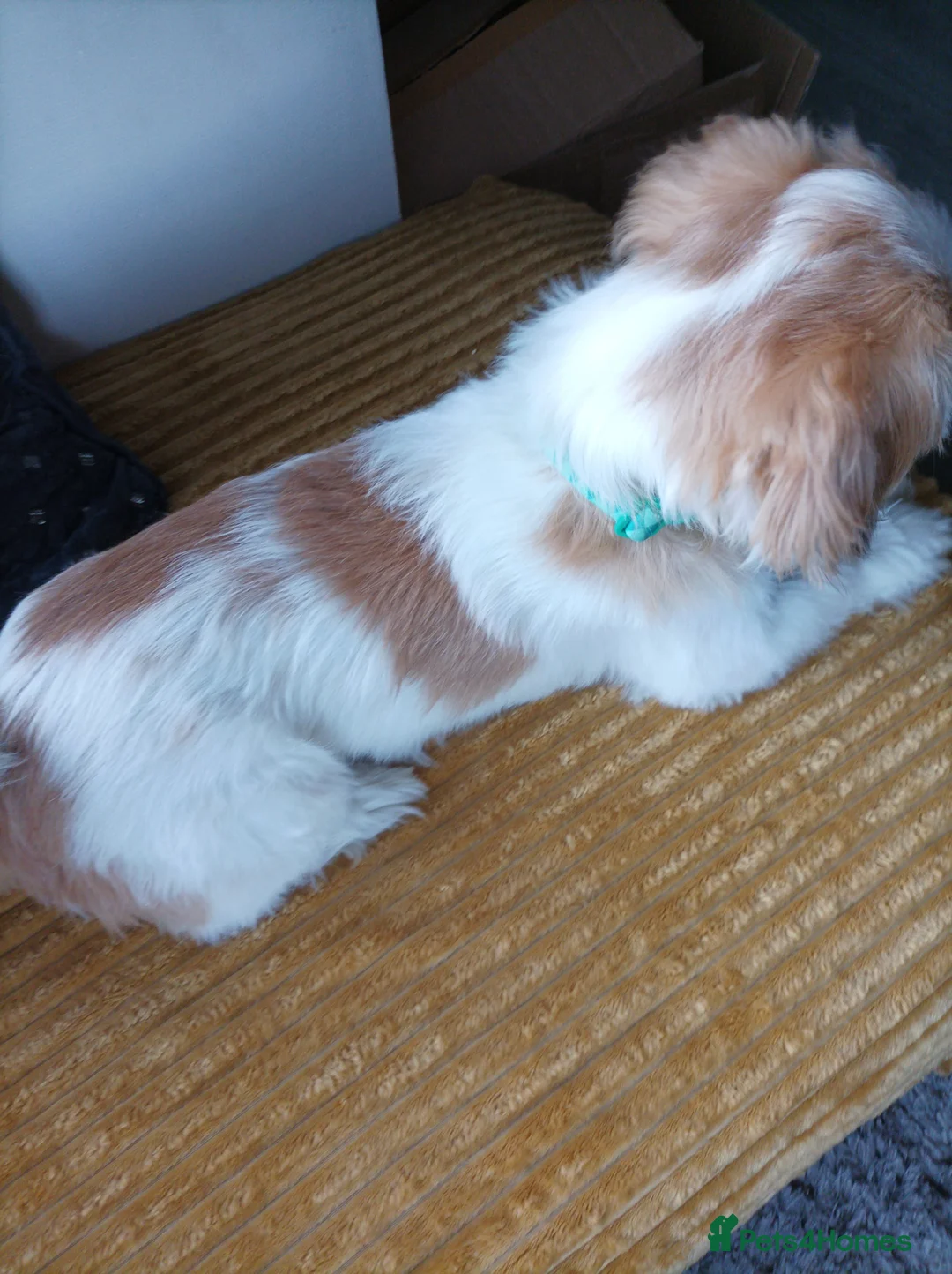 Shih Tzu dogs for stud: Beautiful 3yr old male shitzu for stud in Dudley - Advert 2