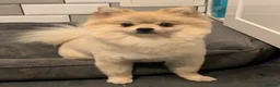 Pomeranian dogs for sale: Pomeranian £0 - Advert 5