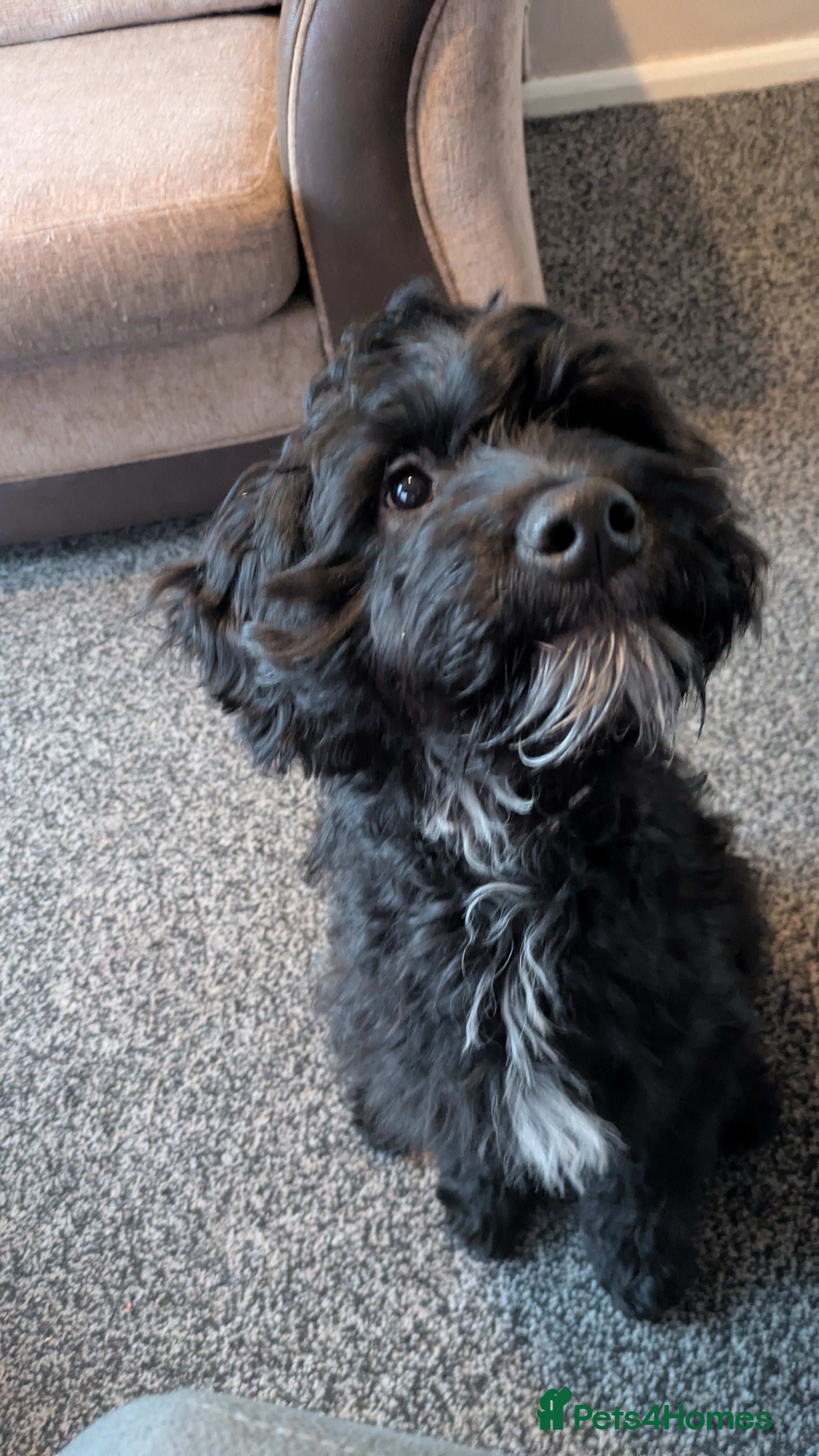 Mixed Breed dogs Spoodle (Dad) x Frenchie x Rottweiler  in Cannock - Advert 1