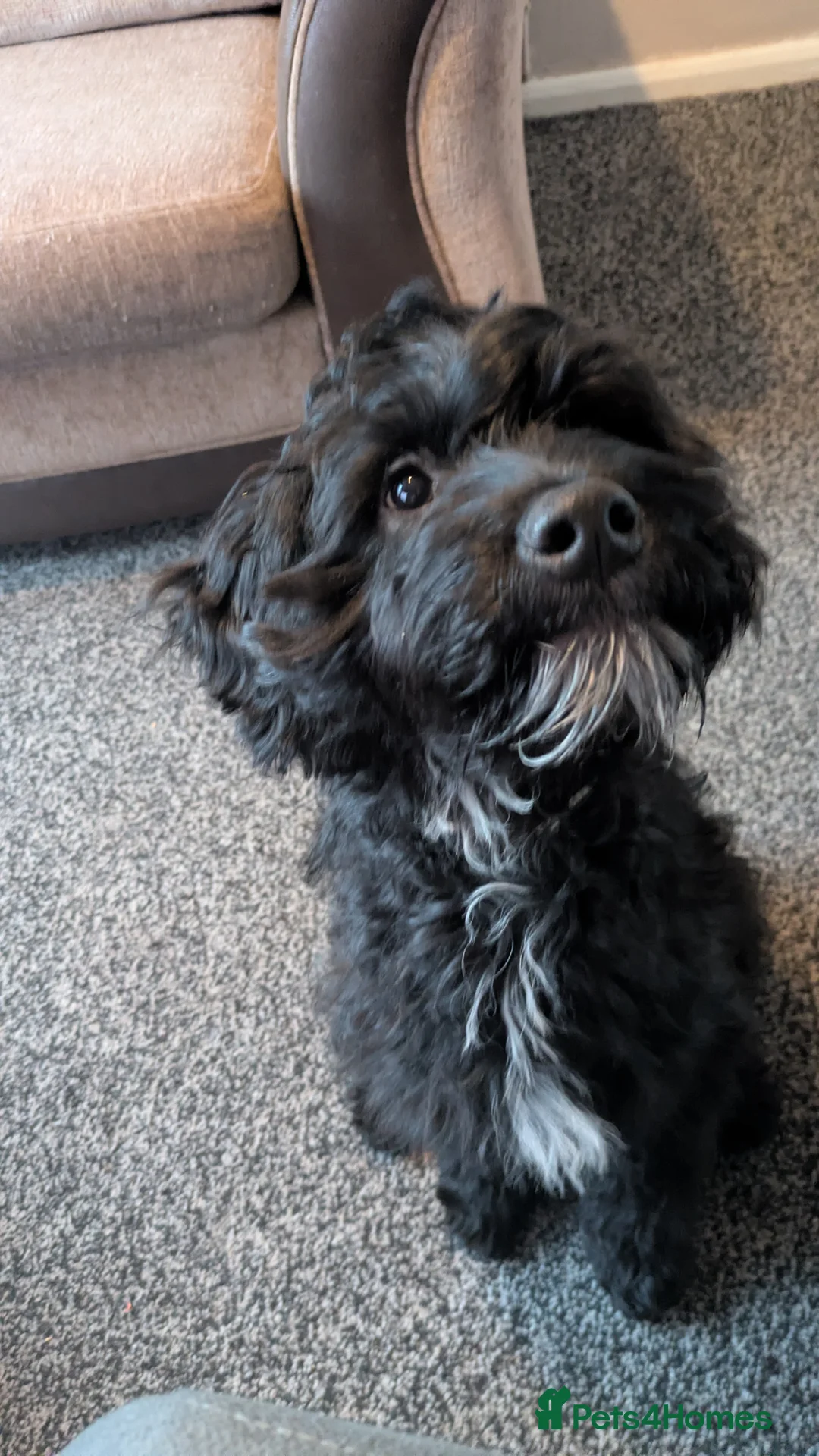 Mixed Breed dogs for sale: Spoodle (Dad) x Frenchie x Rottweiler  in Cannock - Advert 1