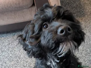 Mixed Breed dogs Spoodle (Dad) x Frenchie x Rottweiler in Cannock - Advert 1