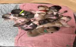 French Bulldog dogs for stud: PROVEN STUD Louis Isabella, Rojo Visual Fluffy in London - Advert 14