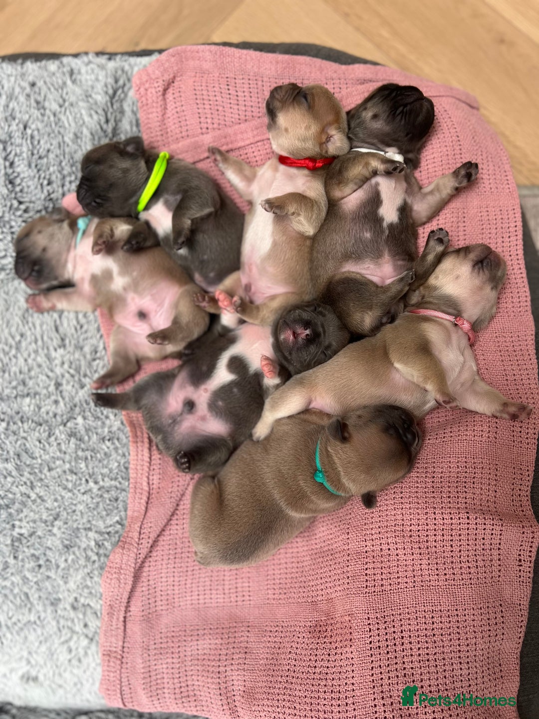 French Bulldog dogs for stud: PROVEN STUD Louis Isabella, Rojo Visual Fluffy in London - Advert 14