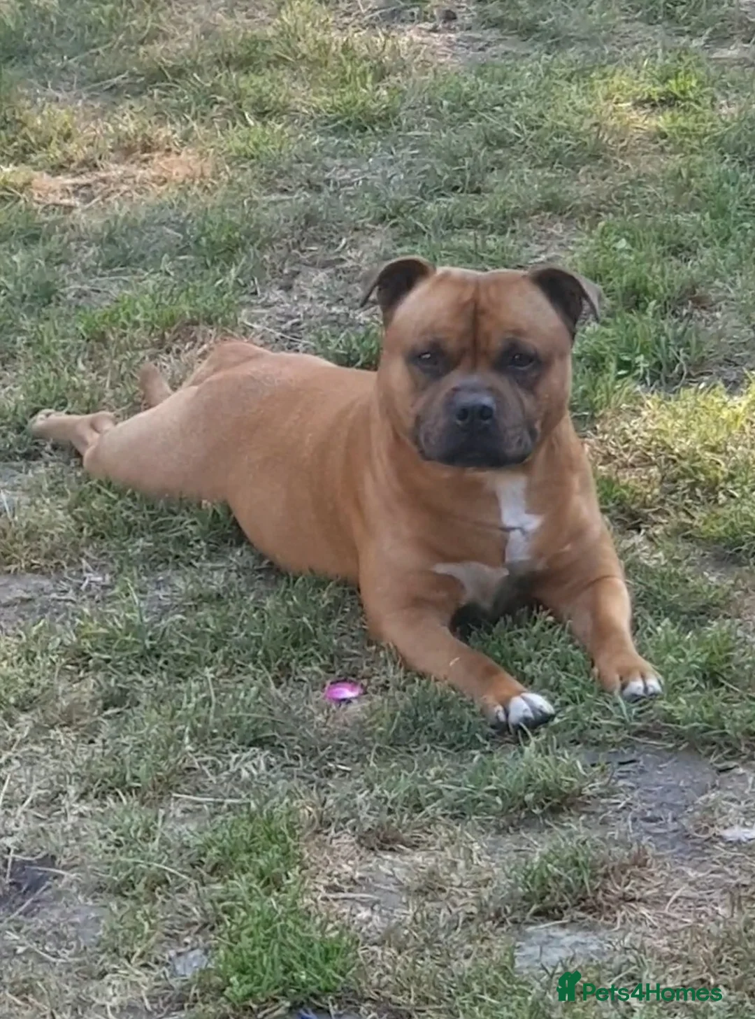 Staffordshire Bull Terrier dogs for stud: 🥨THE RED DREAMTEAM.🥨 Exceptional temprements. in Rochdale - Advert 17