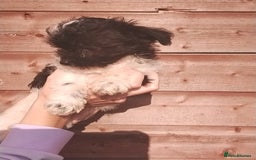 Mixed Breed dogs for sale: Puppies  - Image 7