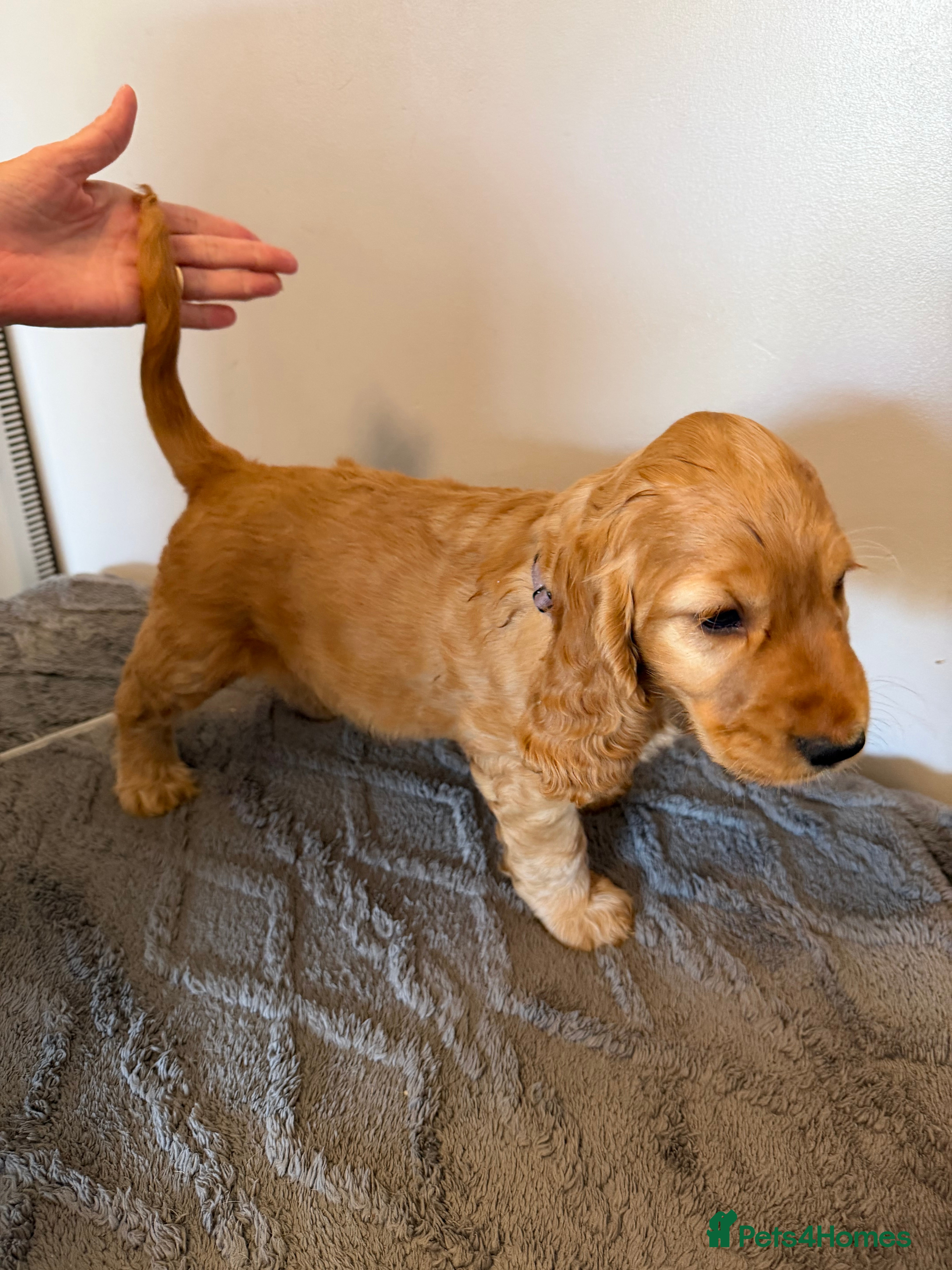 Cocker Spaniel dogs Show Cocker Spaniel - Advert 2
