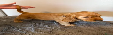 Cocker Spaniel Grey Collar