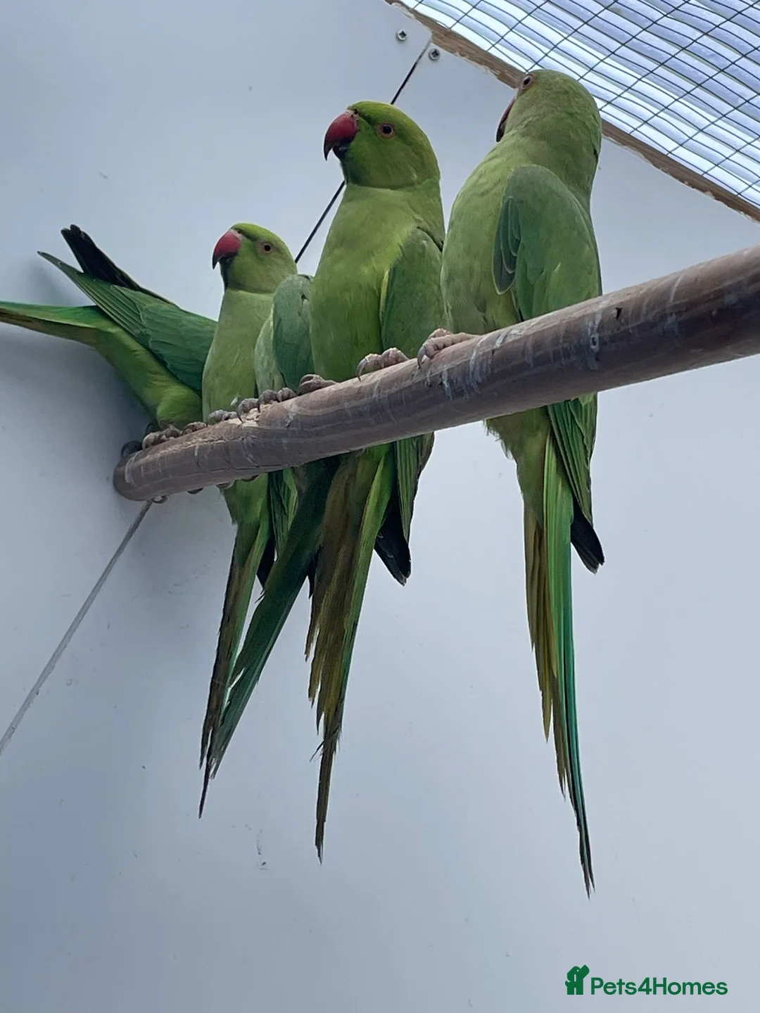 Ringnecks birds for sale: Young Indian Ringnecks Blue and Green - Advert 9