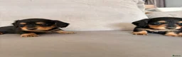 Miniature Dachshund dogs for sale: Minature Dachshund Puppies - Advert 3