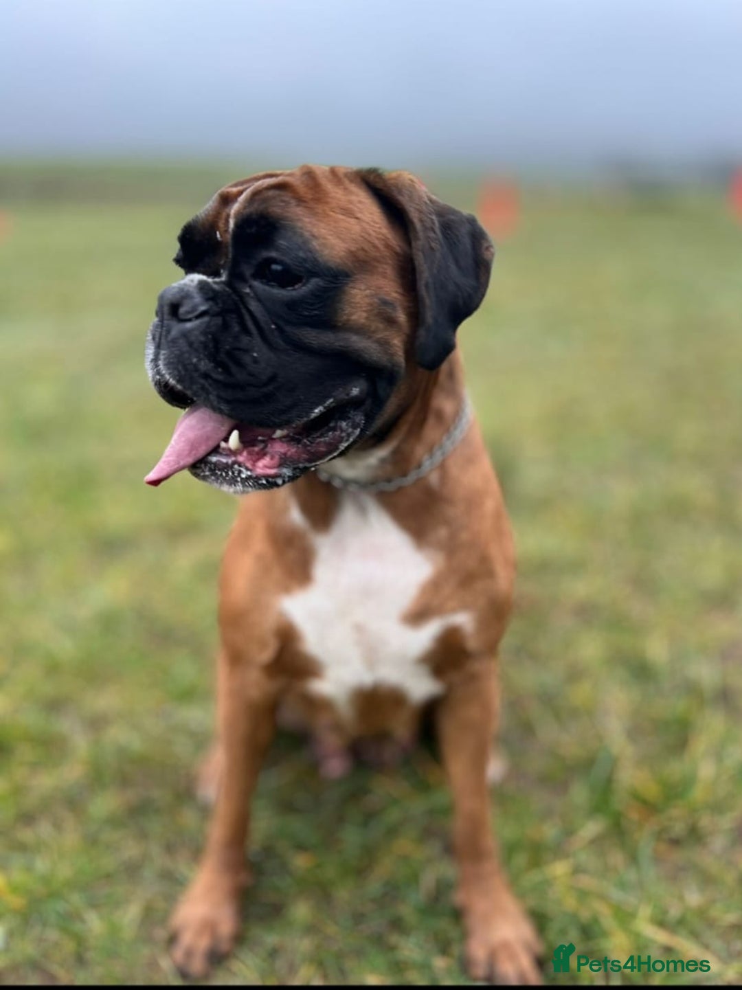 Boxer dogs for sale: Beautiful Pedigree Girls - Advert 5