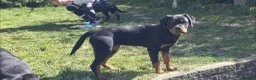 Rottweiler dogs for sale: KC Top ROTTWEILER Puppies , German blood - Advert 13