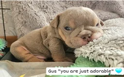 English Bulldog dogs for sale: Outstanding KC English Bulldogs, Top Quality Pups - Image 39