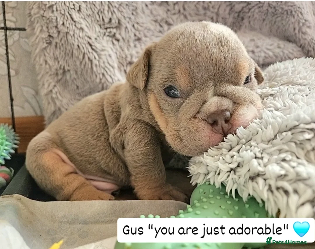 English Bulldog dogs for sale: Outstanding KC English Bulldogs, Top Quality Pups - Image 39