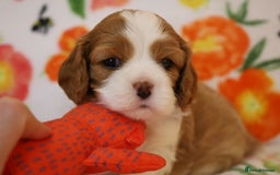 Cavalier King Charles Spaniel dogs for sale: 7 Puppies ready for reservations - Image 22