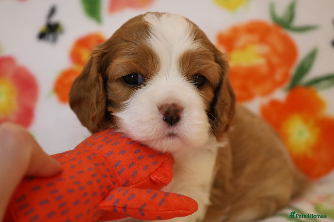 Cavalier King Charles Spaniel dogs for sale: 7 Puppies ready for reservations - Image 22