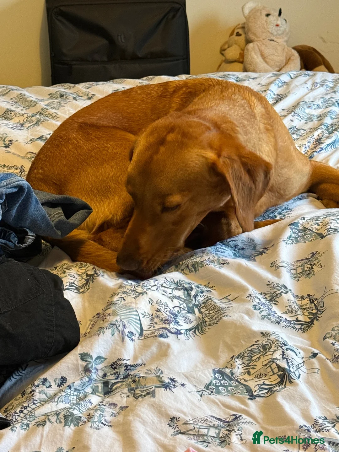 Labrador Retriever dogs for sale: Loving Home Needed for 4-Year-Old Fox Red Labrador in Dornoch - Advert 2