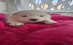 Samoyed dogs for sale: 2wonderful, purebred boys. (For therapy dogs) - Image 25