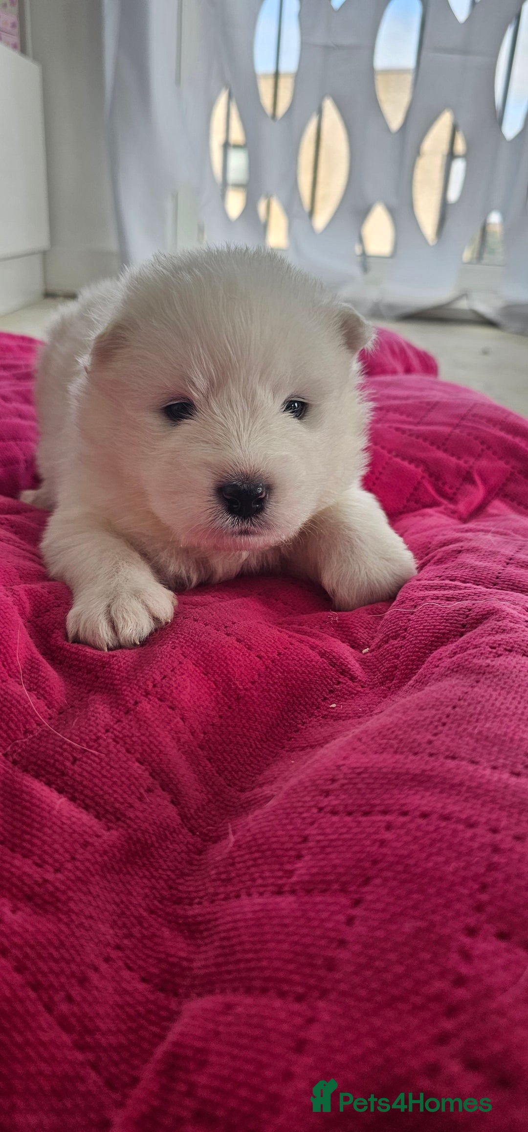 Samoyed dogs for sale: 2wonderful, purebred boys. (For therapy dogs) - Image 25