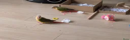 Conures birds for sale: Hand reared Pineapple conures x 2 - Advert 3