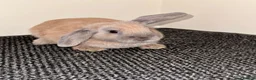 Mini Lop rabbits for sale: Gorgeous girls - Advert 4