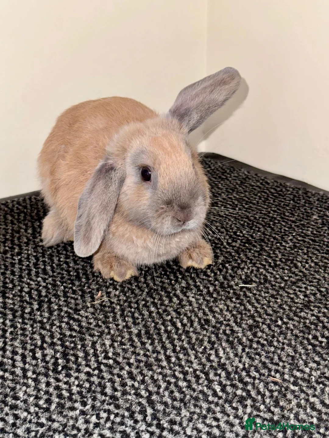 Mini Lop rabbits for sale: Gorgeous girls - Advert 4