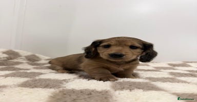 Miniature Dachshund dogs - Advert 8