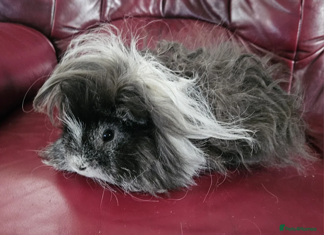 Gallery Image {{count}}