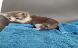 Mixed Breed cats for sale: 4 beautiful kittens ready for their forever home - Image 4
