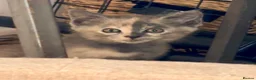 Siamese cats for sale: Beautiful Siamese x Persian kittens ready to go - Advert 16