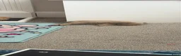 Mini Lop rabbits for sale: Mini Lop 10 weeks old looking for new home.  - Advert 6