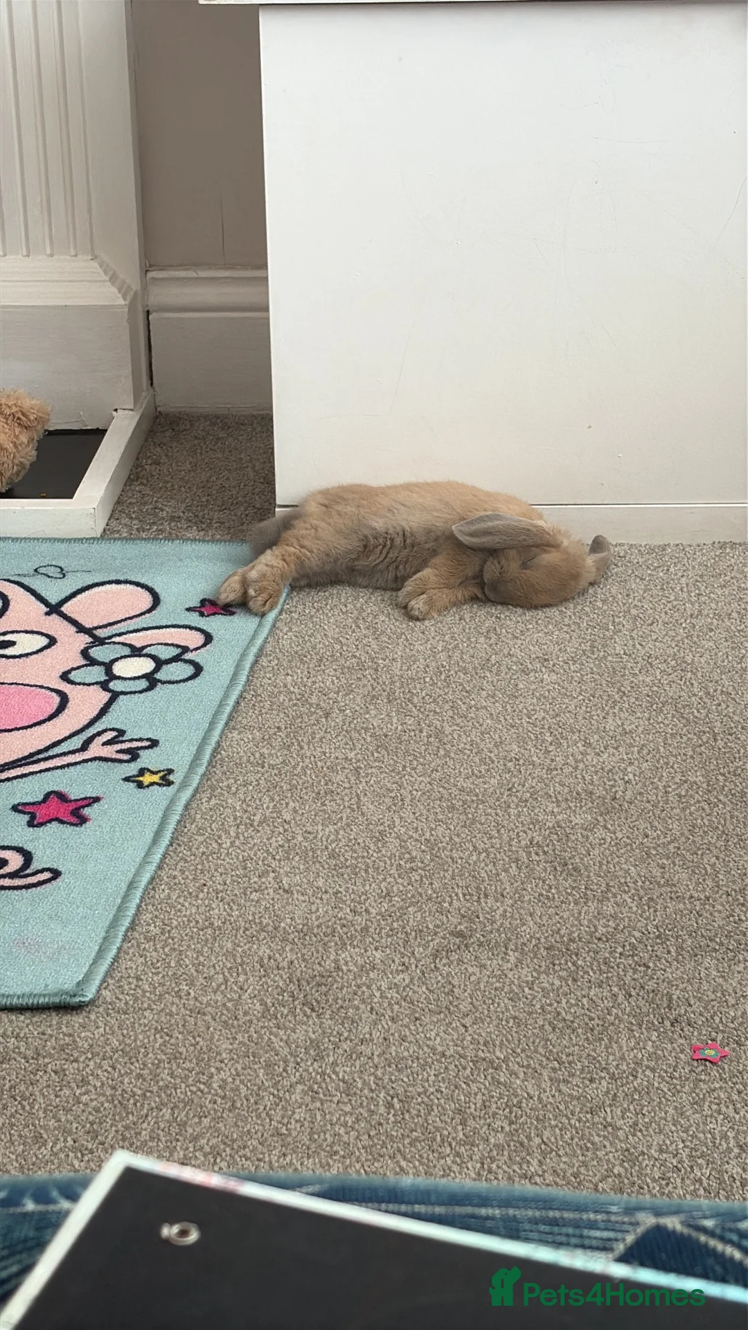 Mini Lop rabbits for sale: Mini Lop 10 weeks old looking for new home.  - Advert 6