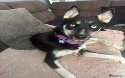 Siberian Husky dogs for sale: Husky - Image 1